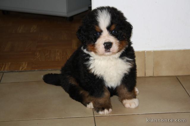 À DONNER CHIOT BOUVIER BERNOIS MÂLE