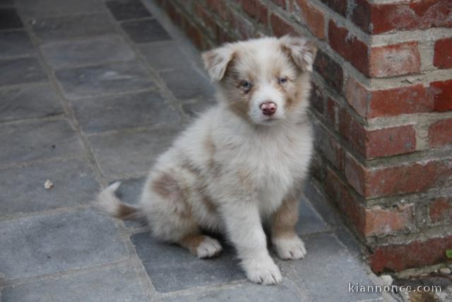 DONATION D’UN CHIOT BERGER AUSTRALIEN mâle