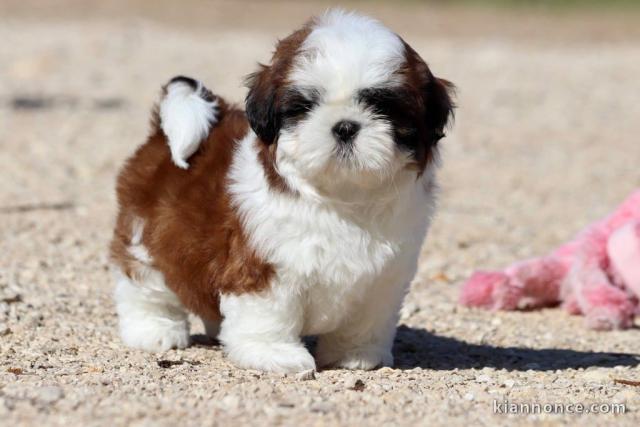 Chiot Shih Tzu Femelle à donner