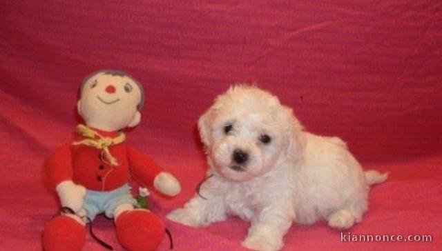 À DONNER chiot femelle bichon maltais