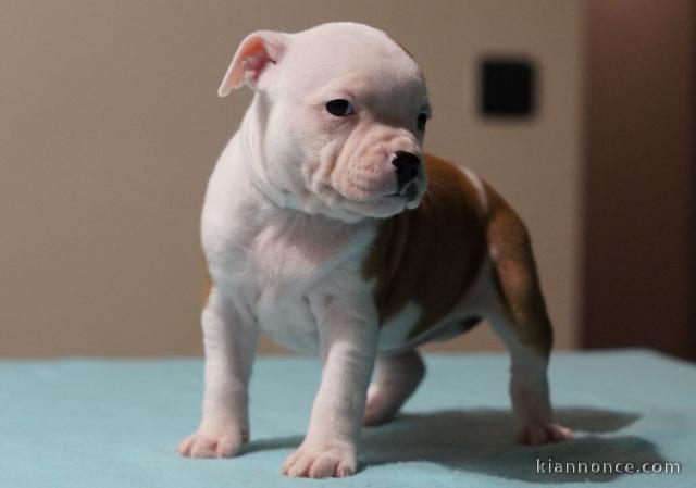 Chiot American Staffordshire Terrier femelle A donner