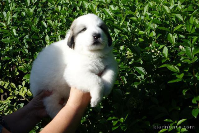 Je donne Chiot de Montagne des Pyrenees femelle