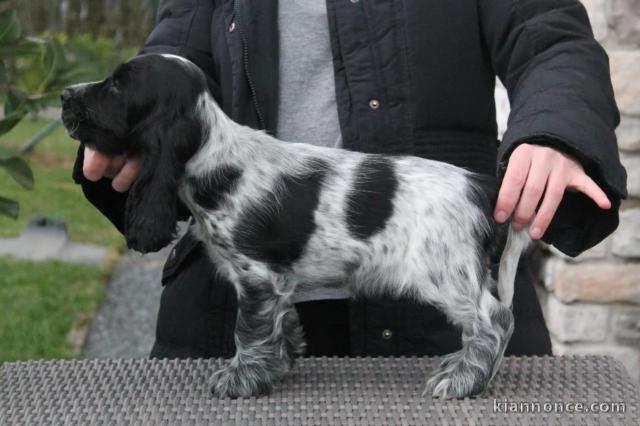 Don Chiot Cocker Spaniel Anglais femelle