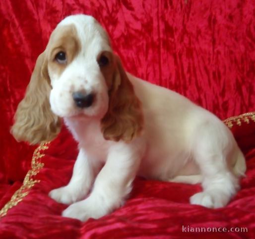 Chiot cocker anglais femelle à donner