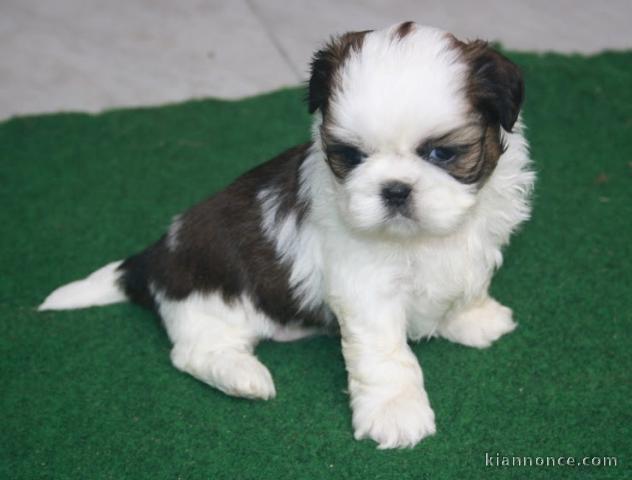 Don chiot shih tzu femelle