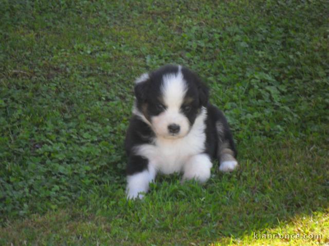Don Chiot Berger Australien Femelle noire tricolore