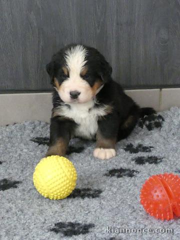Je donne Chiot Bouvier bernois femelle