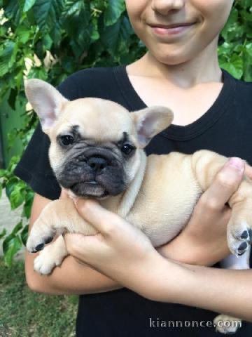 A DONNER Chiot Bouledogue français Femelle fauve collier violet