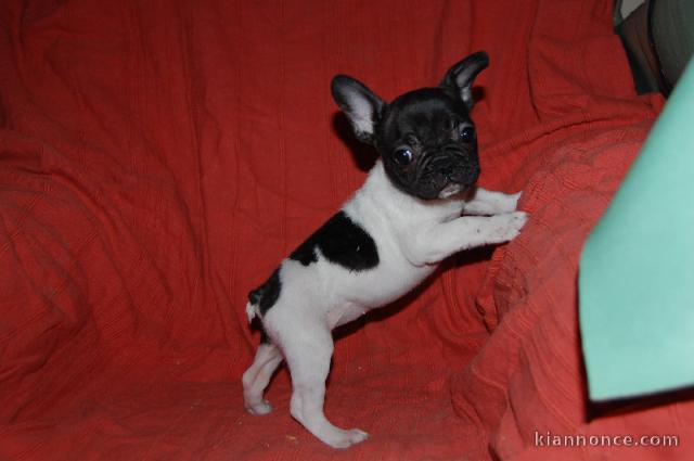 Donne Chiot Bouledogue français Femelle tête noire