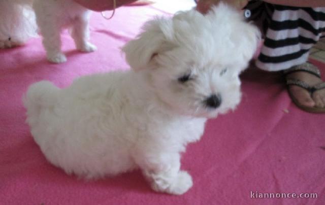 Chiot Bichon maltais femelle à céder