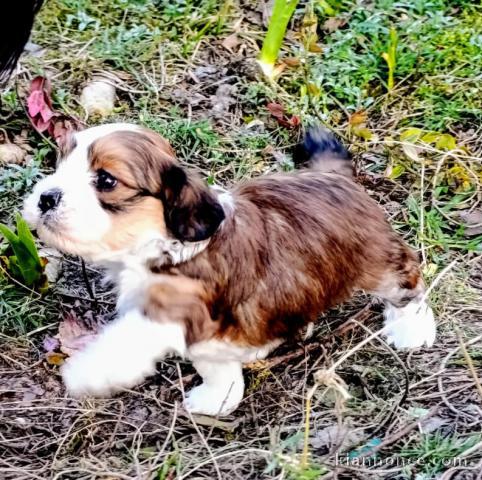 Don de chiot Bichon Havanais Mâle