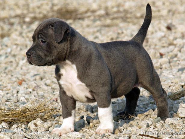 A donner Chiot pitbull Femelle Non Lof