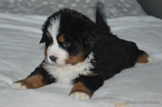 A donner chiot type bouvier bernois femelle