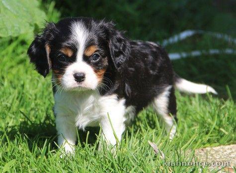 Chiot Cavalier King Charles Mâle à donner 