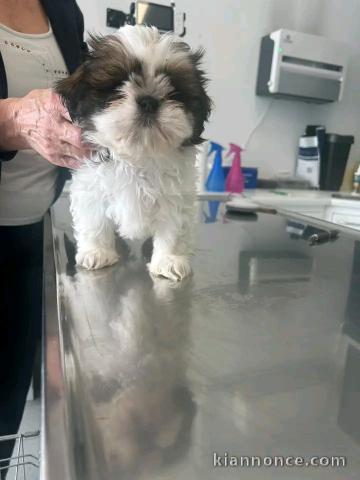 Chiots Shih Tzu disponible 
