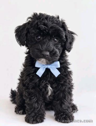 Je donner chiot caniche mâle 