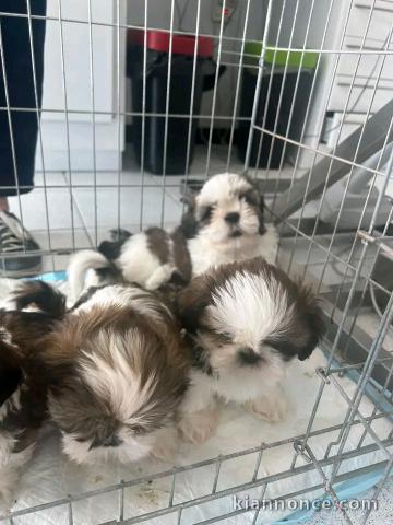 Dons chiot Shih Tzu adorable 