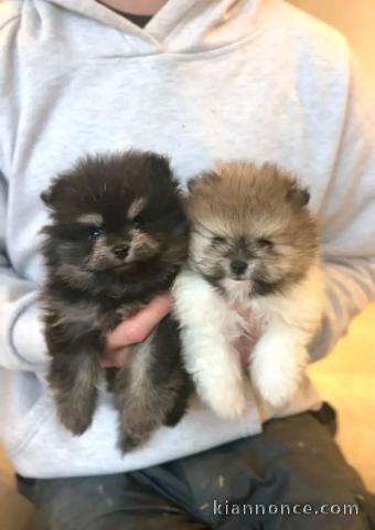 Spitz nain disponible mâle et femelle 