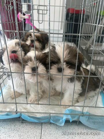 Adorable chiots Shih Tzu disponible 