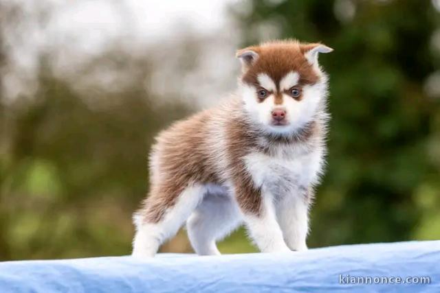 Husky Sexe femelle disponible 