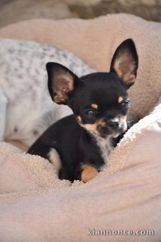 Disponible de suite chiots chihuahua