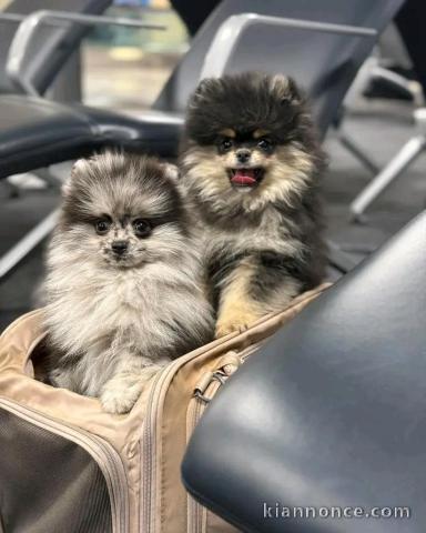 Adorable chiots spitz nain disponible 