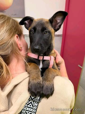 Malinois disponible pour adoption 