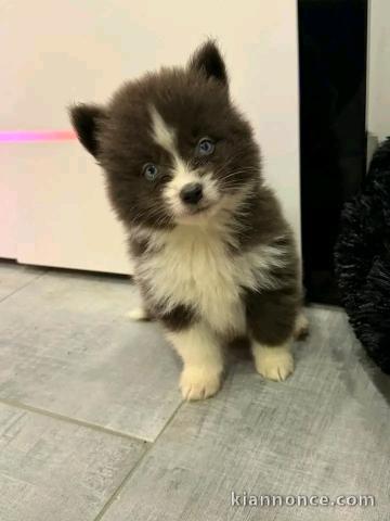 Magnifique chiots pomsky disponible 