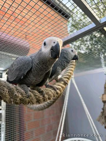 Couple perroquet gris du Gabon disponible 