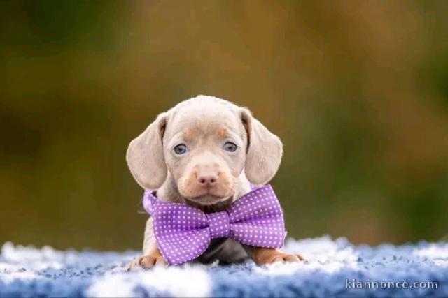 Magnifique chiots teckels 
