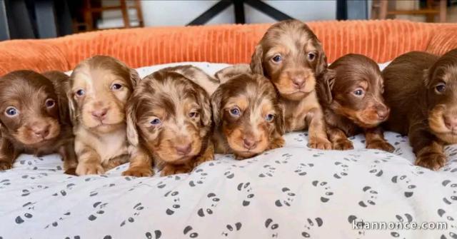 Adoption chiots teckels arlequin 