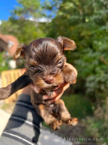 Chiots yorkshire mâle a donner 