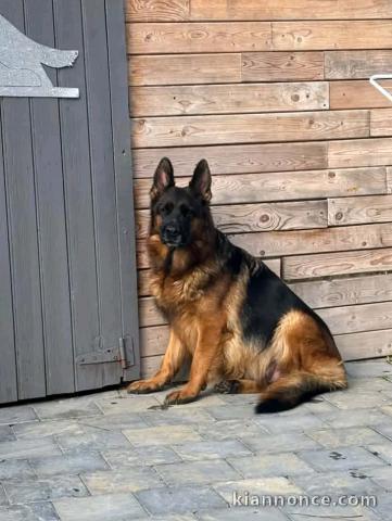 Berger allemand disponible 