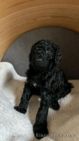 Caniche disponible mâle 