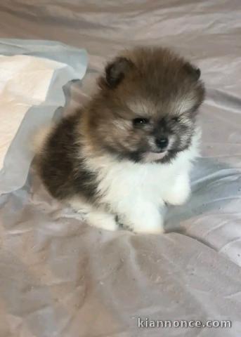 Chiots spitz nain disponible 