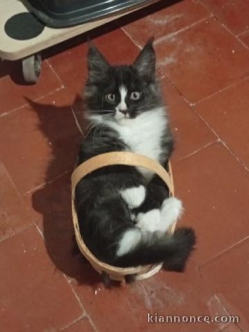 Maine coon disponible pour adoption 