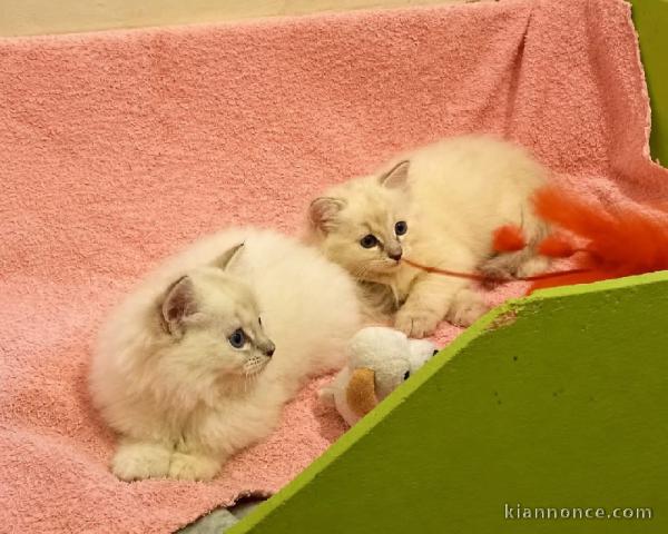 Chaton ragdoll disponible femelle 