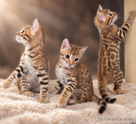 Bengals disponible mâle et femelle 