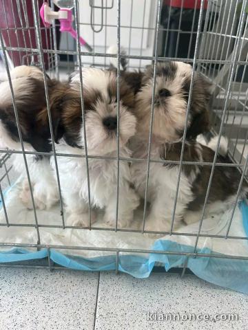 Dons chiots Shih Tzu disponible 
