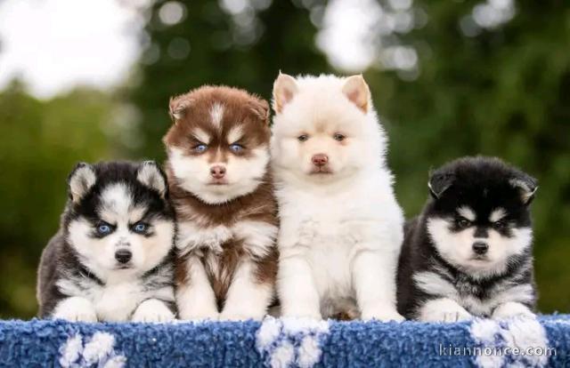 Husky Sibérien chocolat disponible 