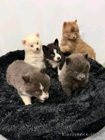 Chiots pomsky disponible mâle 