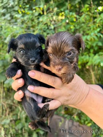 Chiots yorkshire disponible pour adoption 