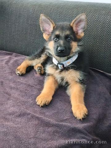 Berger allemand disponible disponible 