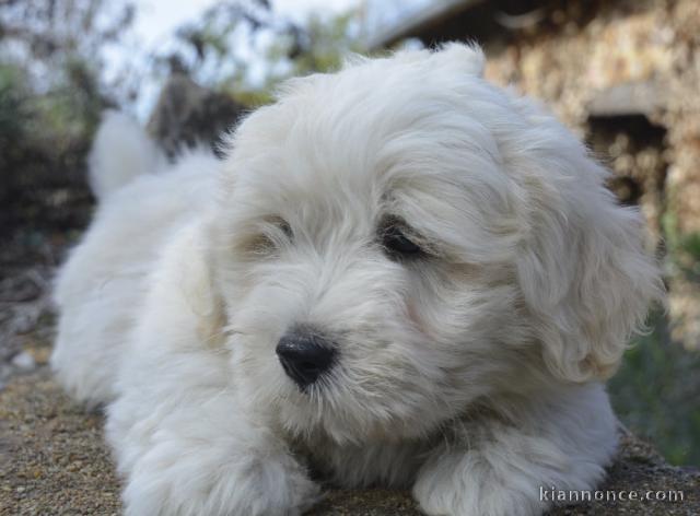 Chiots Bichon maltais adorable 