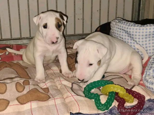Chiots bull Terrier disponible pour adoption 