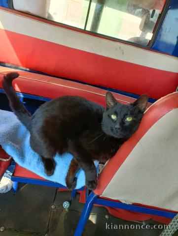 Je donne chaton noire disponible 