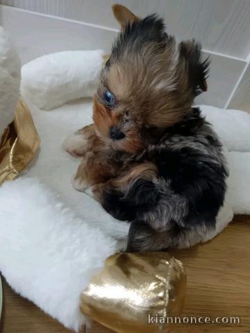 Chiot York disponible pour adoption 