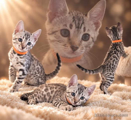 Bébé chaton bengal disponible à adopter 