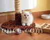 Chaton ragdoll disponible femelle 