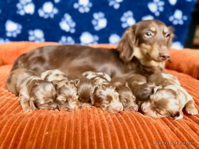 Annonces chiots teckels arlequin disponible 